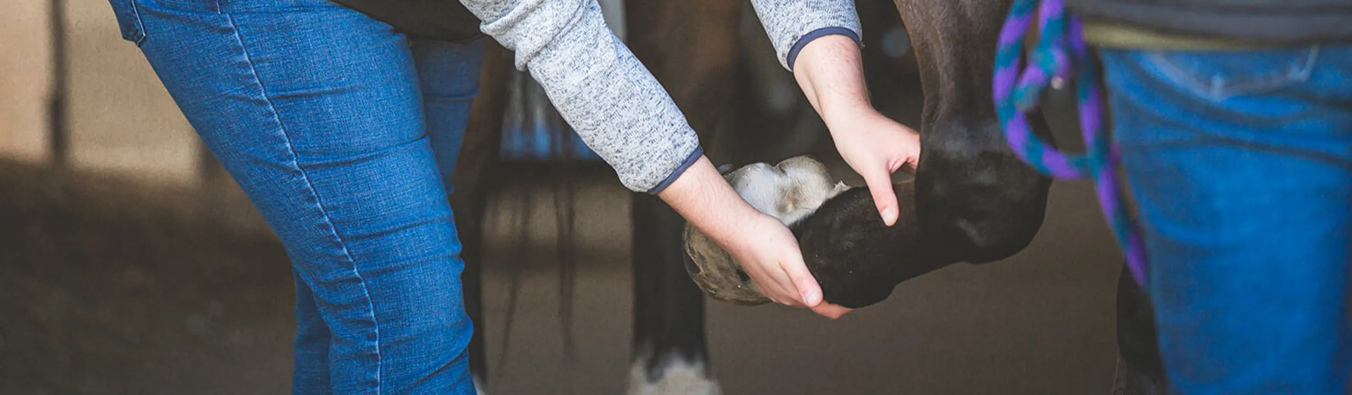 vet checking horse shoe vet checking horse shoe