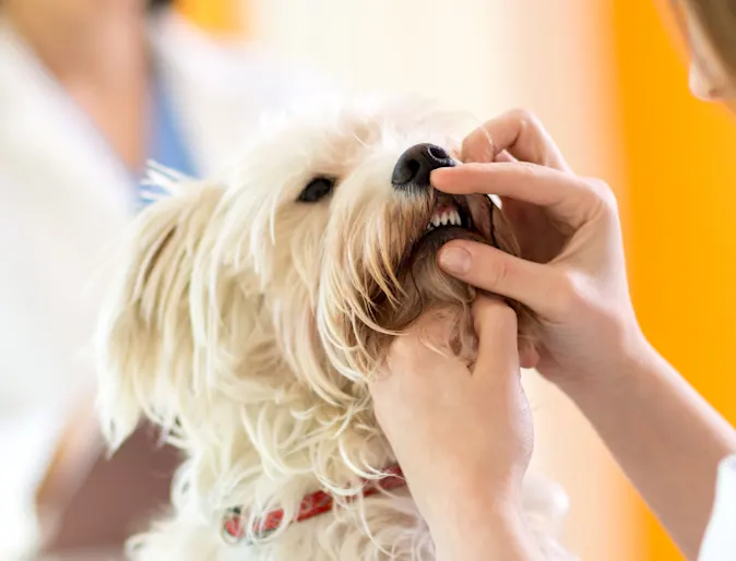 Vet checking on dog's teeth