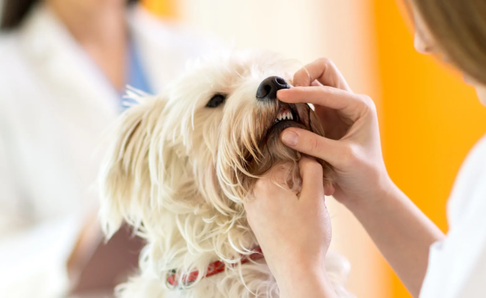 Vet checking on dog's teeth Vet checking on dog's teeth