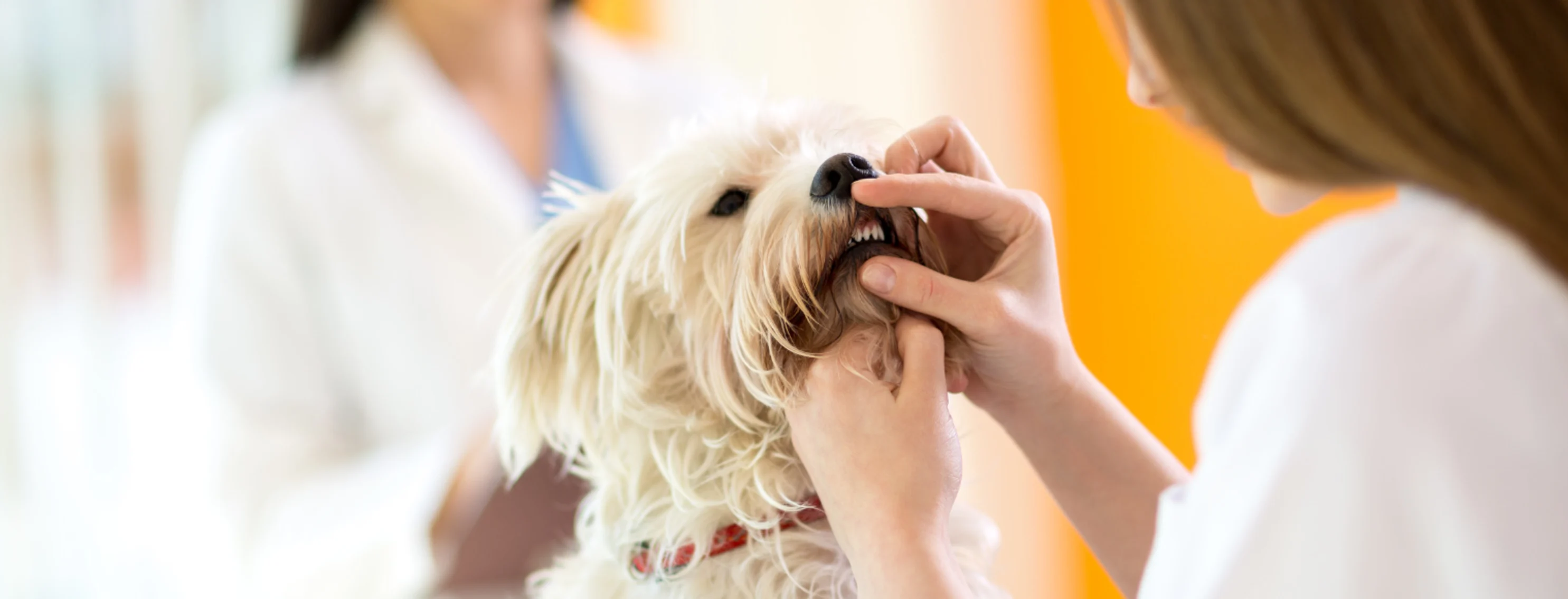 Vet checking on dog's teeth