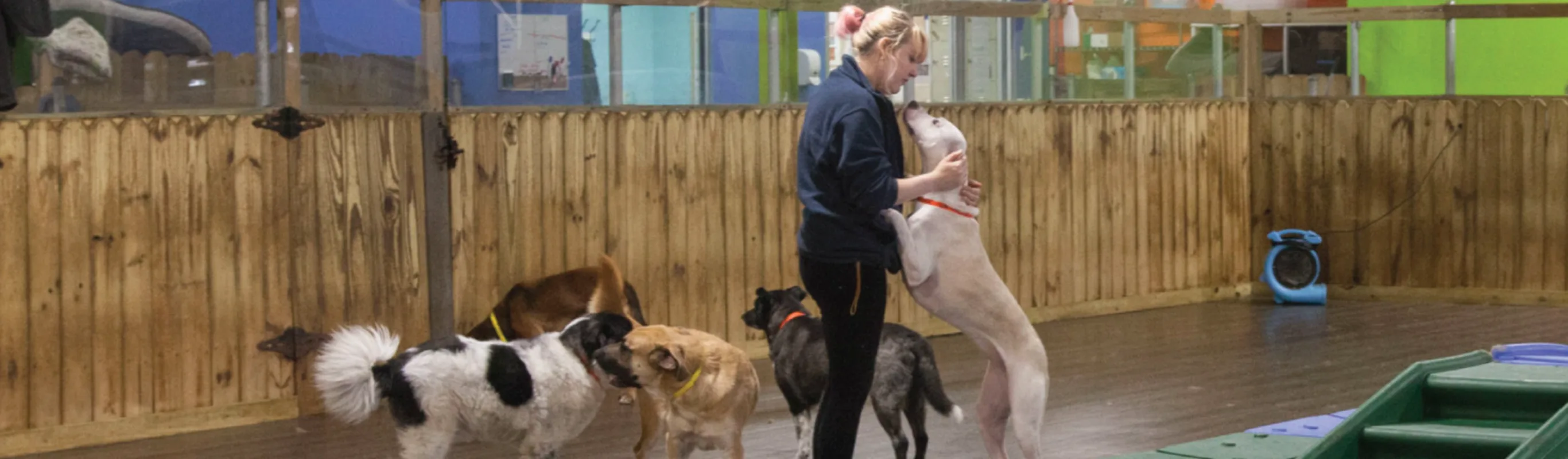 Staff playing with dog