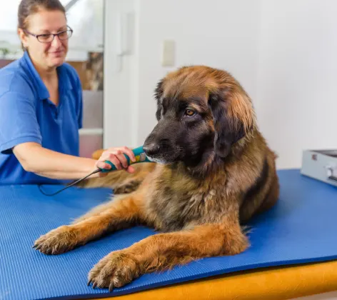 Dog receiving laser therapy by doctor