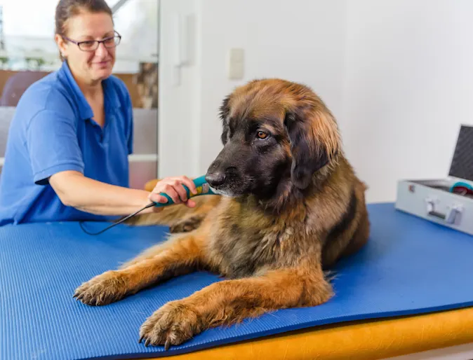 Dog receiving laser therapy by doctor