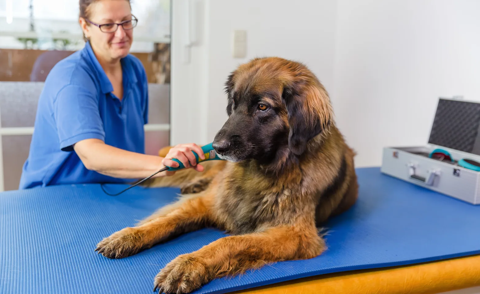 Dog receiving laser therapy by doctor