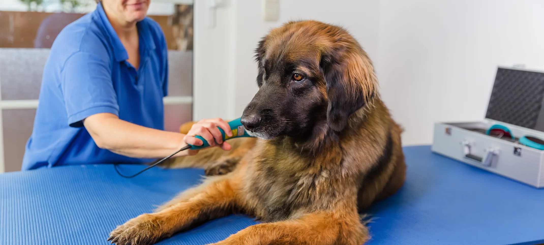 Dog receiving laser therapy by doctor