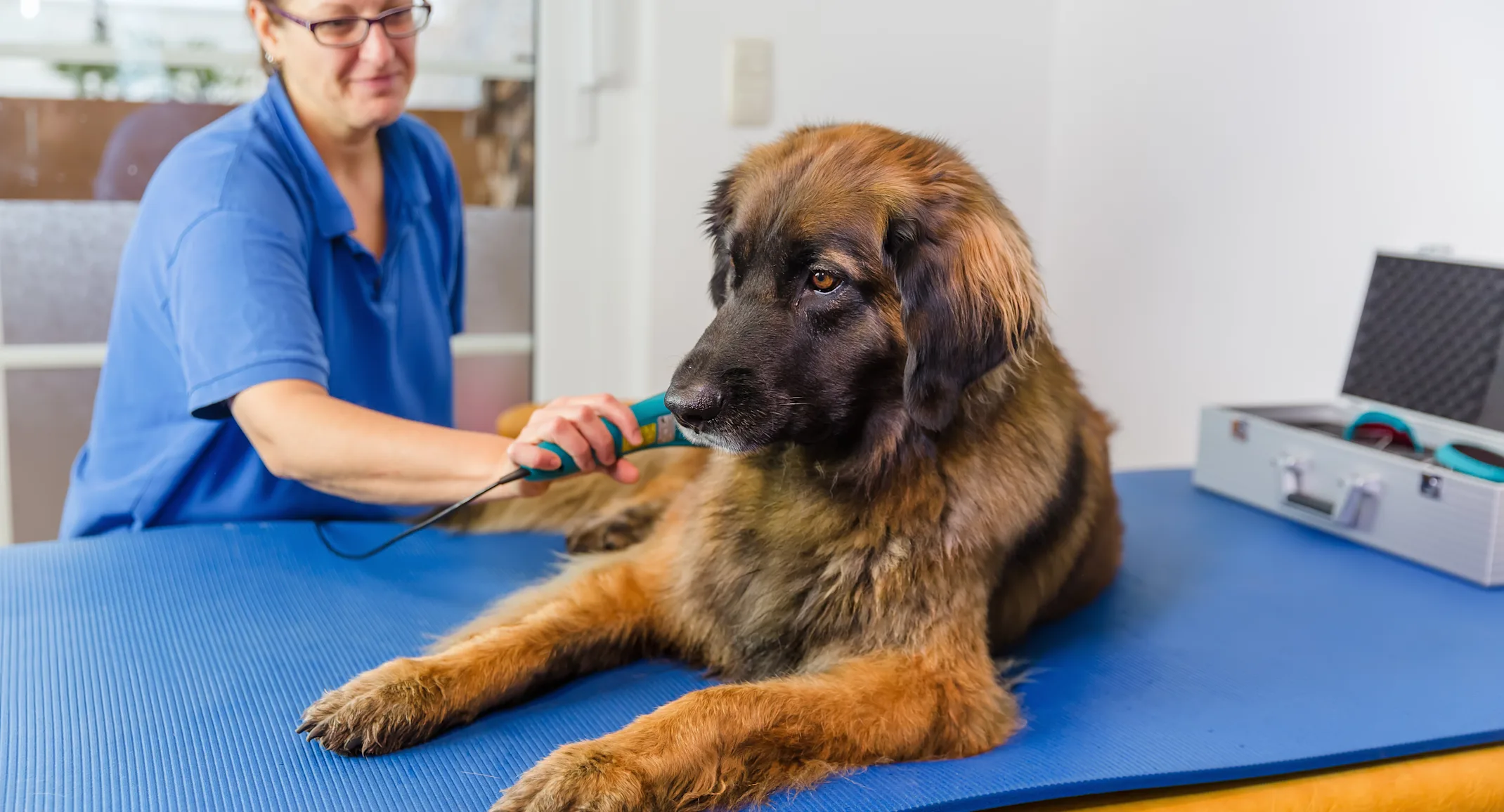 Dog receiving laser therapy by doctor Dog receiving laser therapy by doctor