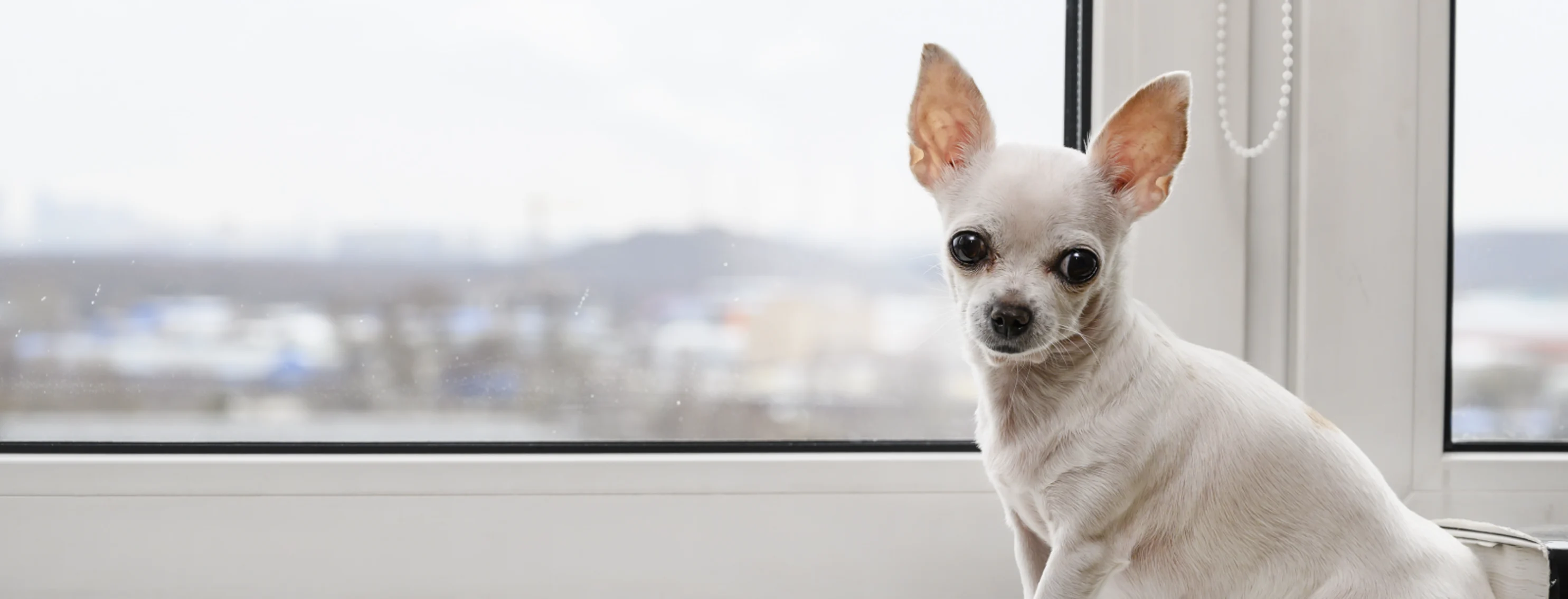 Dog sitting on a windowsil