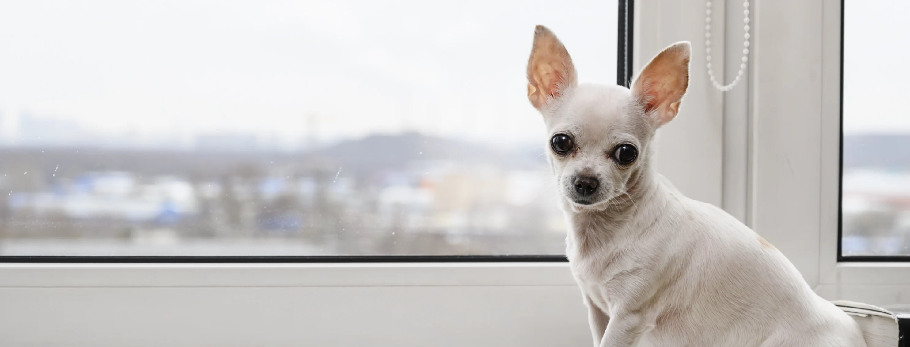 Dog sitting on a windowsil