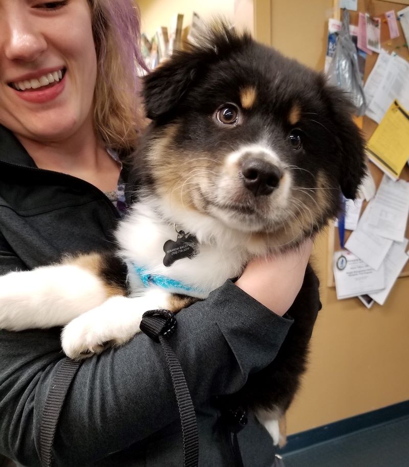 Dog named Bailey Timpone 