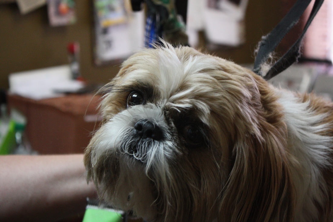 Westridge Animal Hospital Grooming