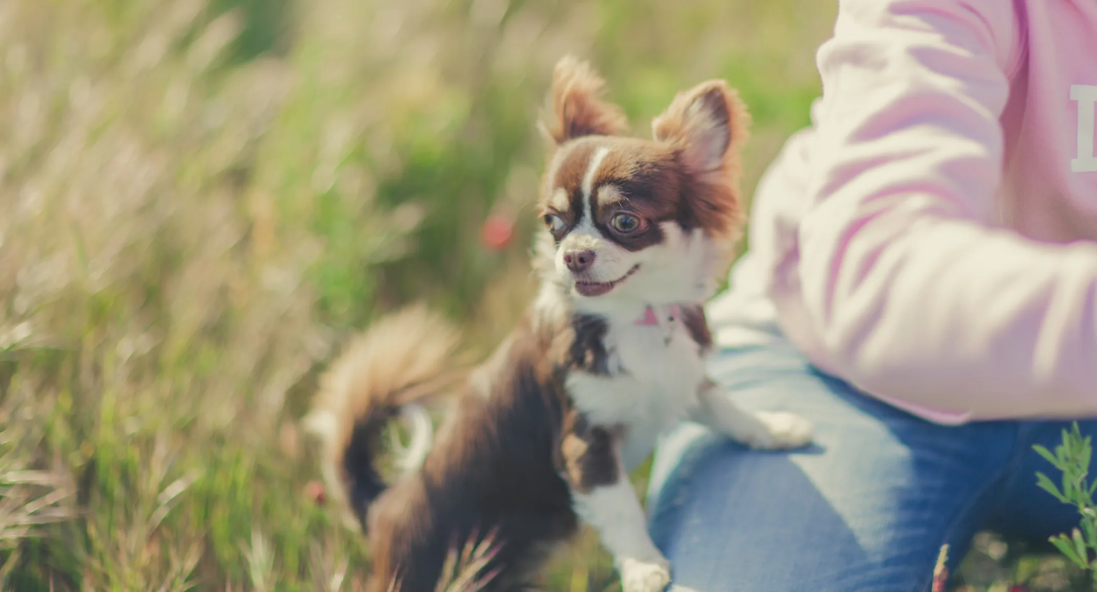 Chihuahua leaning up on persons leg in a field