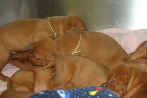Litter of puppies