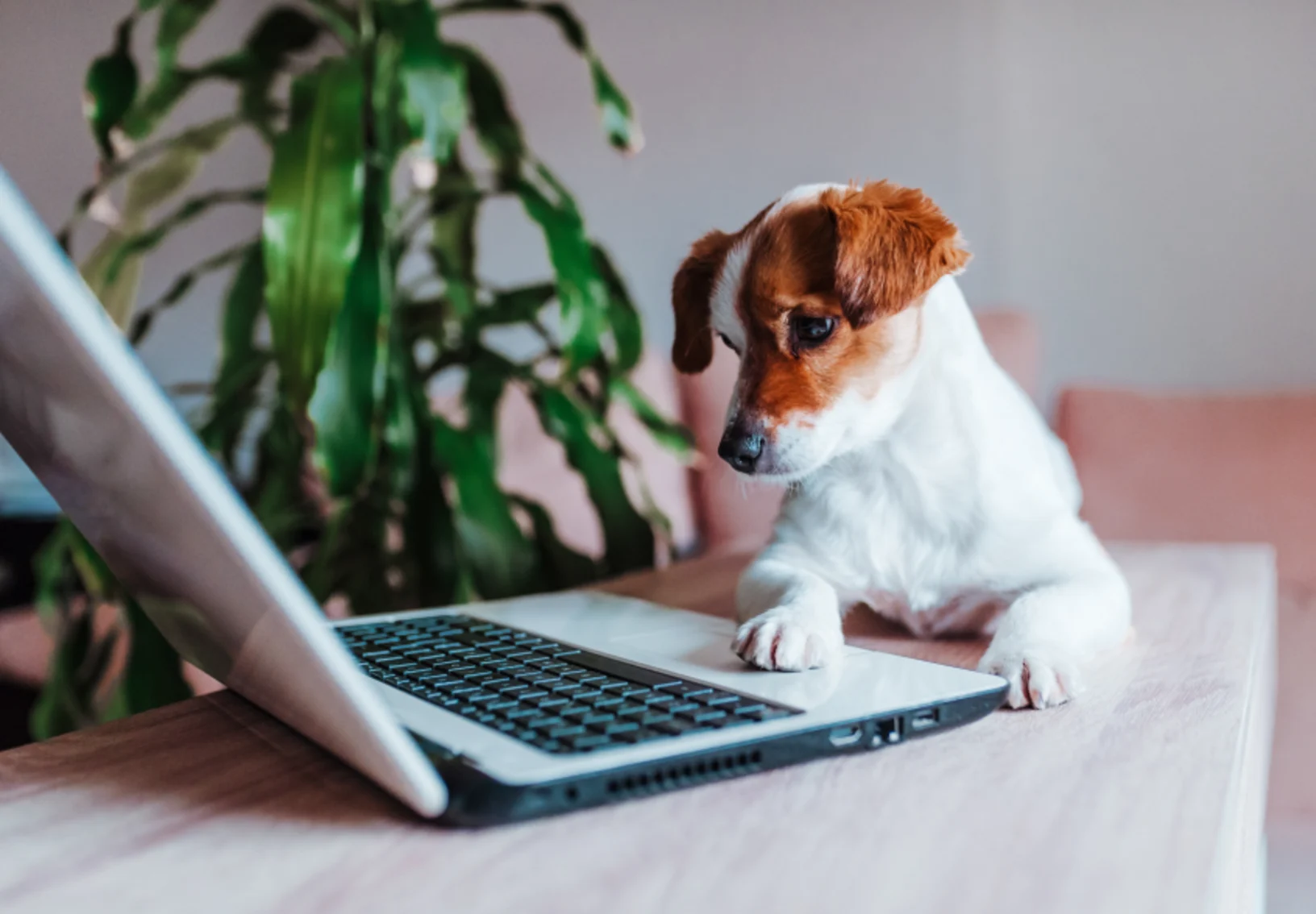 Jack Russell Terrier looking at computer while sitting on desk Jack Russell Terrier looking at computer while sitting on desk