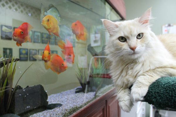 A White Cat Sits In Front of an Aquarium