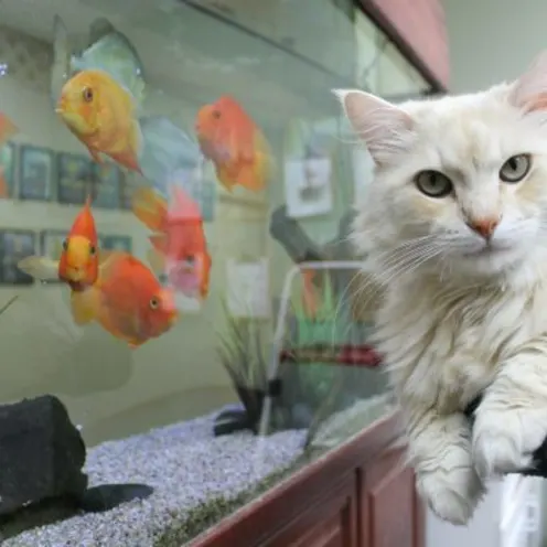 A White Cat Sits In Front of an Aquarium A White Cat Sits In Front of an Aquarium