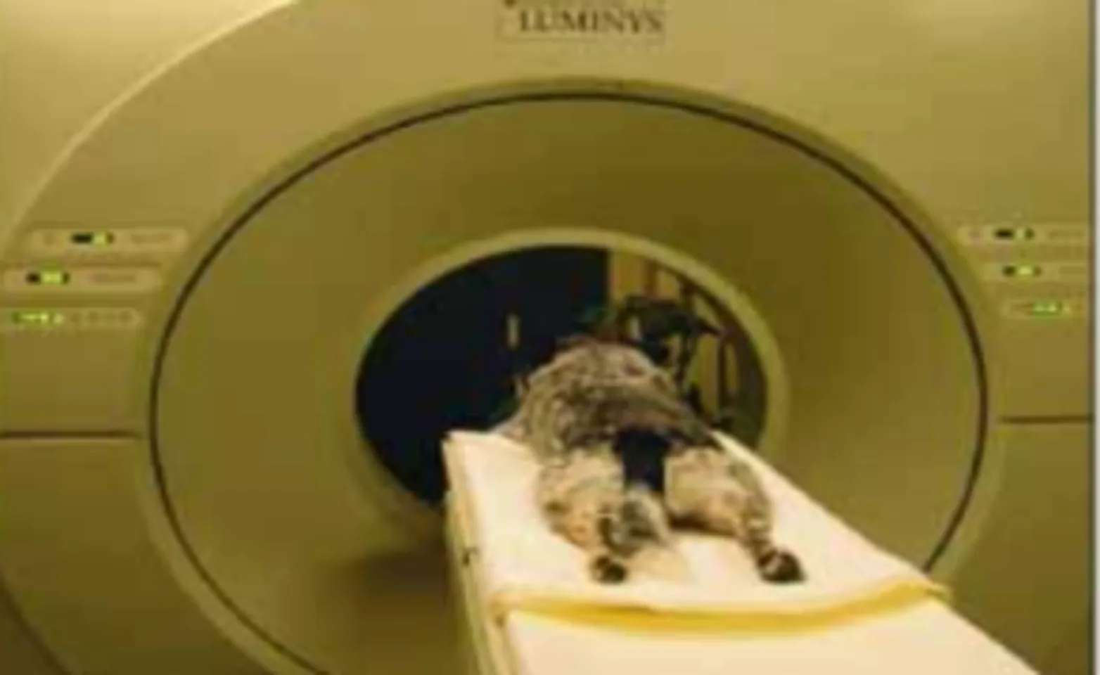 Dog presented lying down upon CT Scan. Dog presented lying down upon CT Scan.