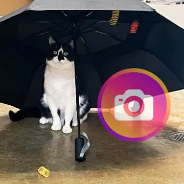 A cat under an umbrella with an Instagram logo