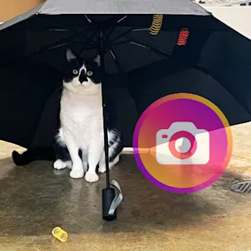 A cat under an umbrella with an Instagram logo A cat under an umbrella with an Instagram logo