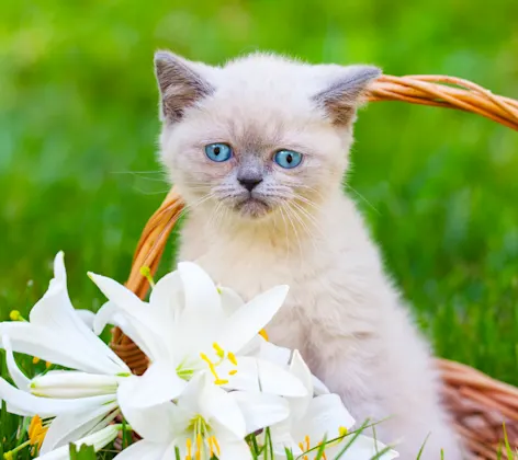 Cat in basket with lilies