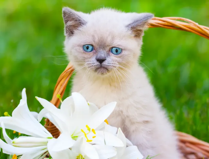 Cat in basket with lilies