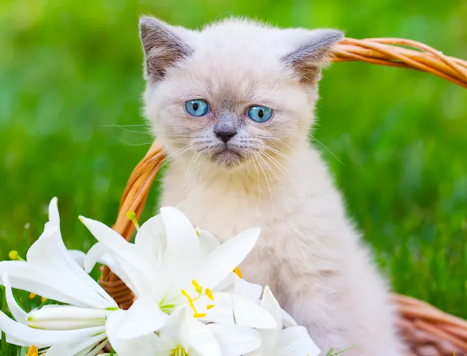 Cat in basket with lilies Cat in basket with lilies