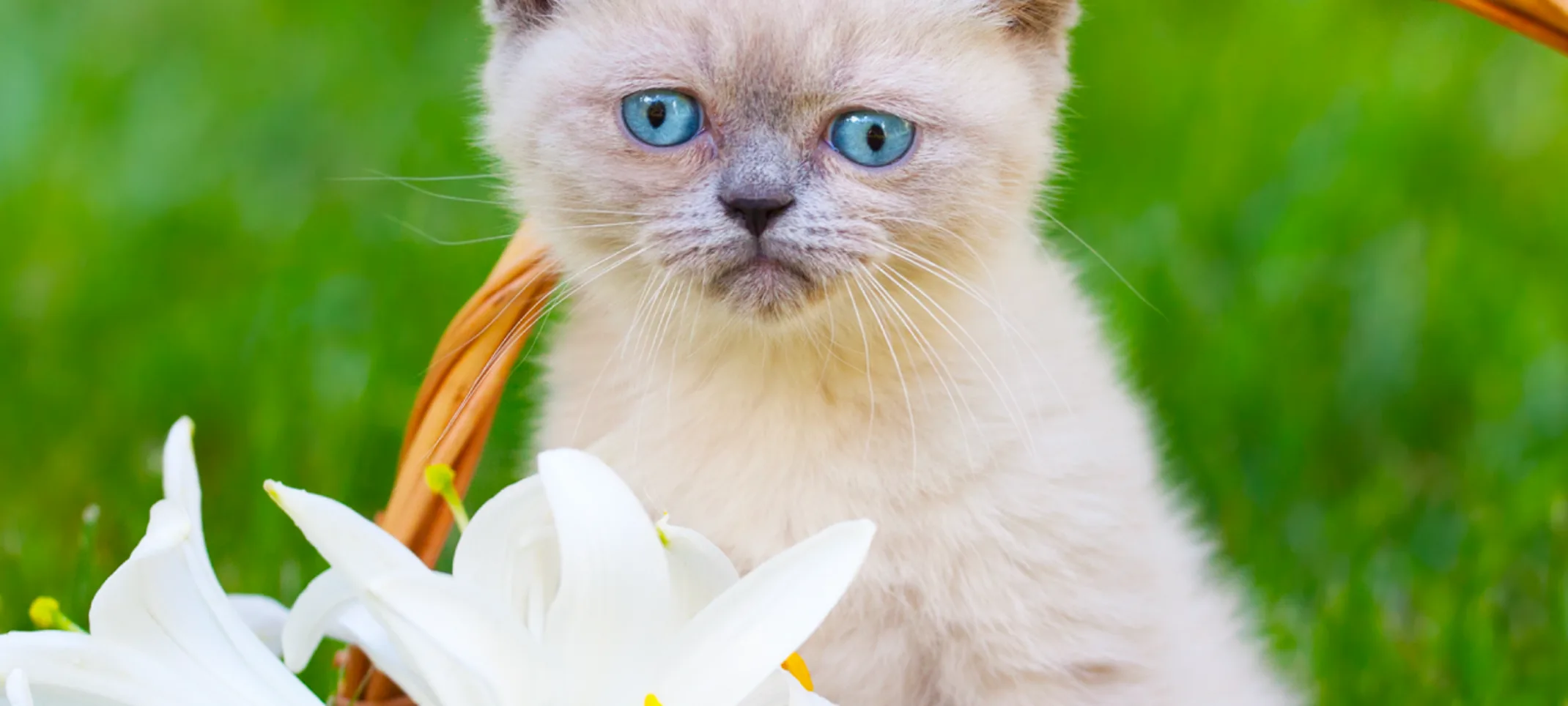 Cat in basket with lilies Cat in basket with lilies