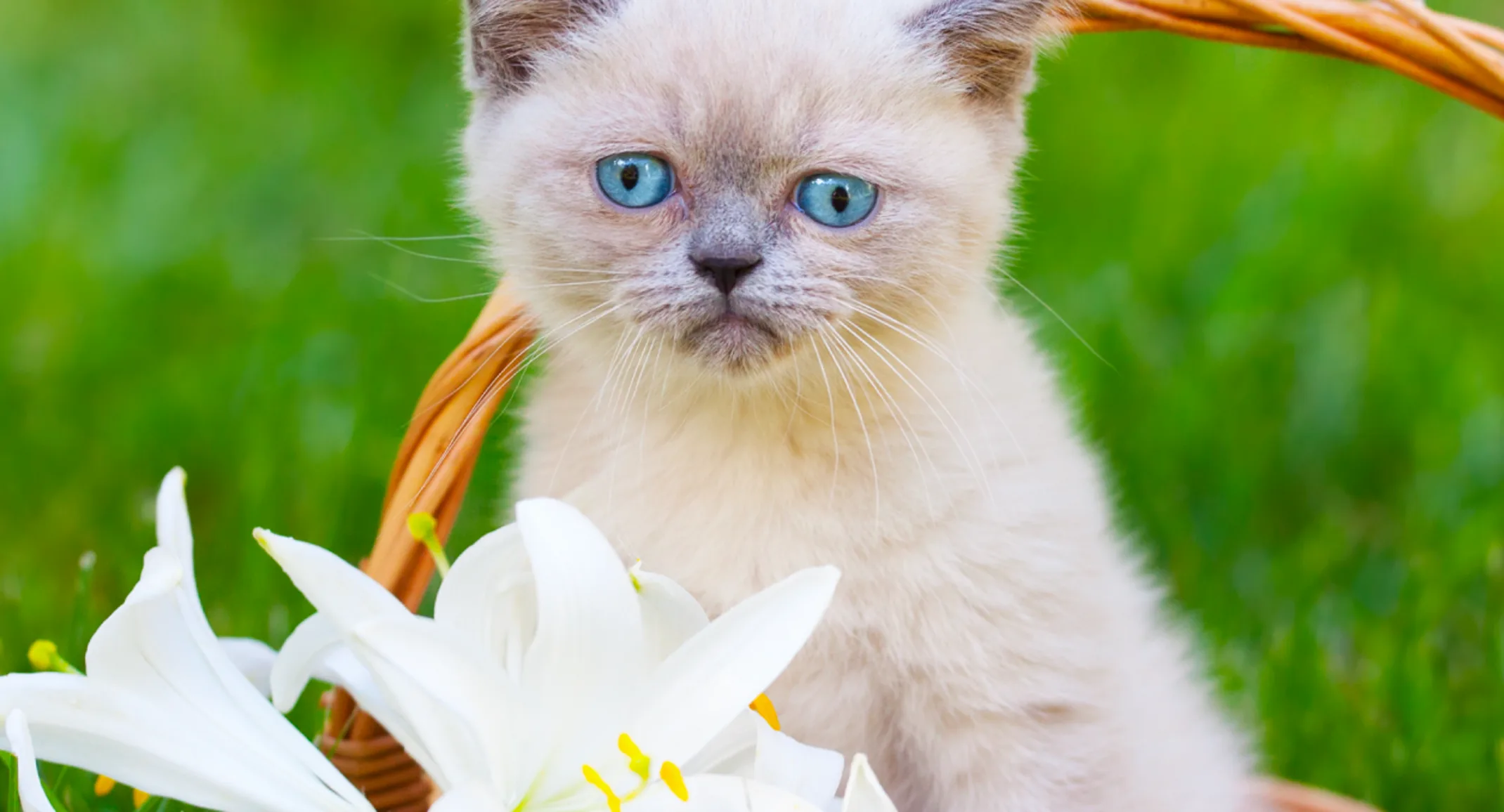 Cat in basket with lilies Cat in basket with lilies