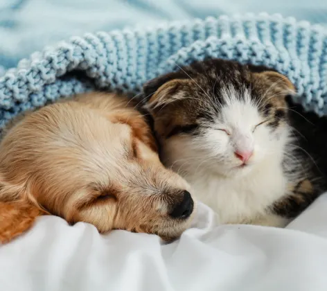 Telegraph Canyon Animal Medical Center's Puppy and Kitten Snuggling Together Underneath a blanket