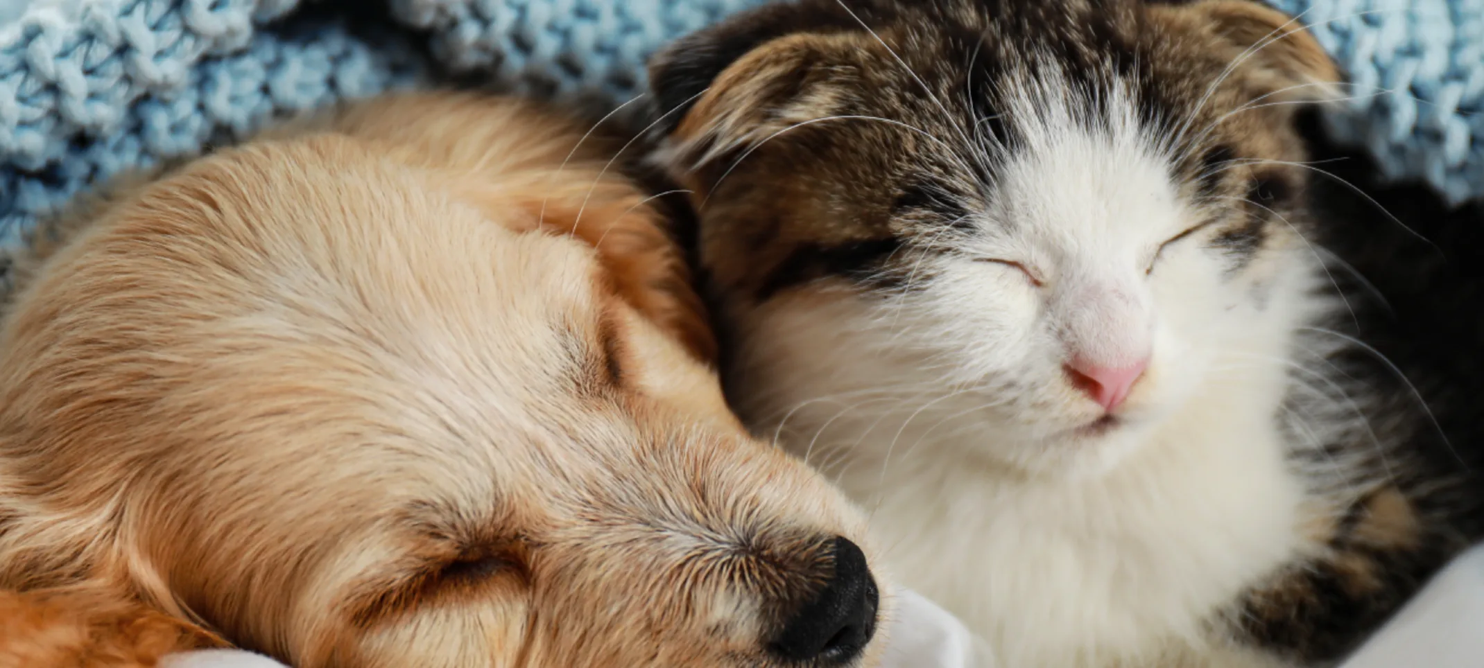 Telegraph Canyon Animal Medical Center's Puppy and Kitten Snuggling Together Underneath a blanket