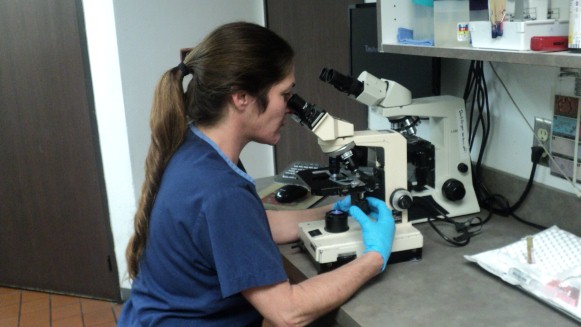 Licensed veterinary technician, Marie examines a slide under the microscope in search of signs of intestinal parasites - tiny invisible terrors! 