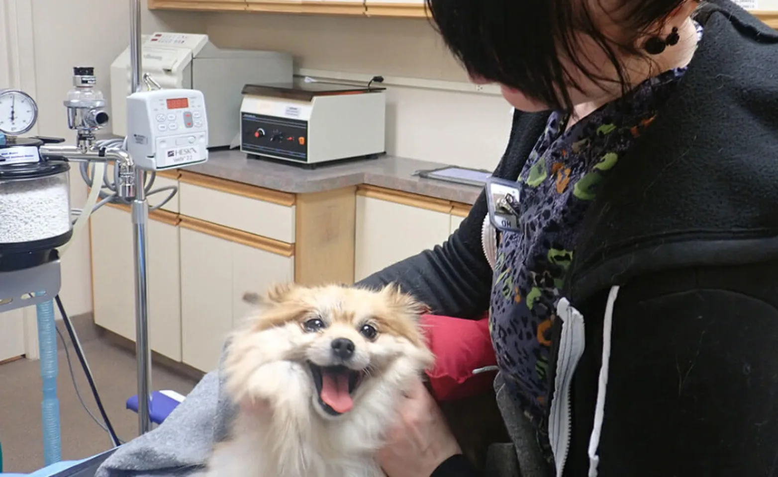 Staff member caring for a little tan and white dog on a table Staff member caring for a little tan and white dog on a table