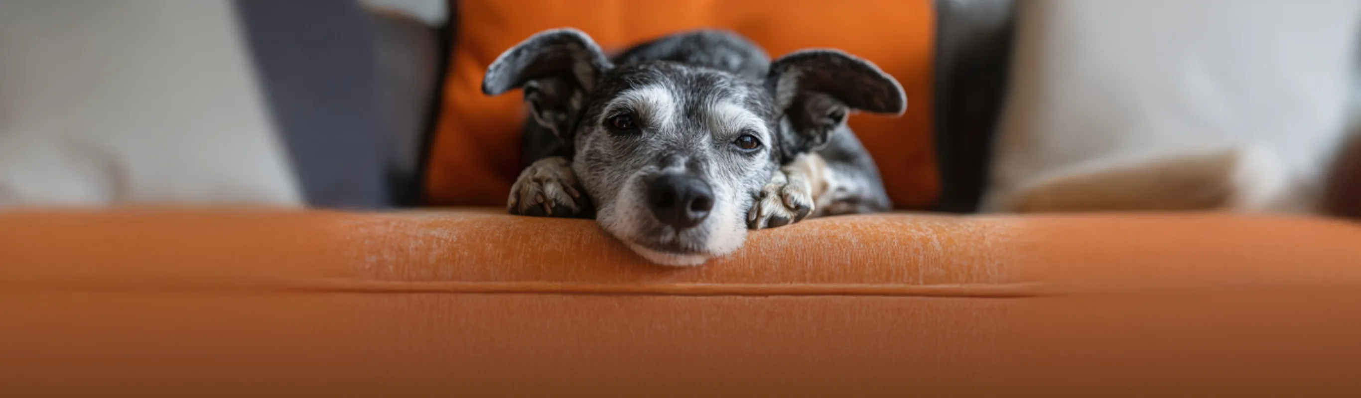 Senior Dog Laying on Orange Couch Looking at Camera Senior Dog Laying on Orange Couch Looking at Camera