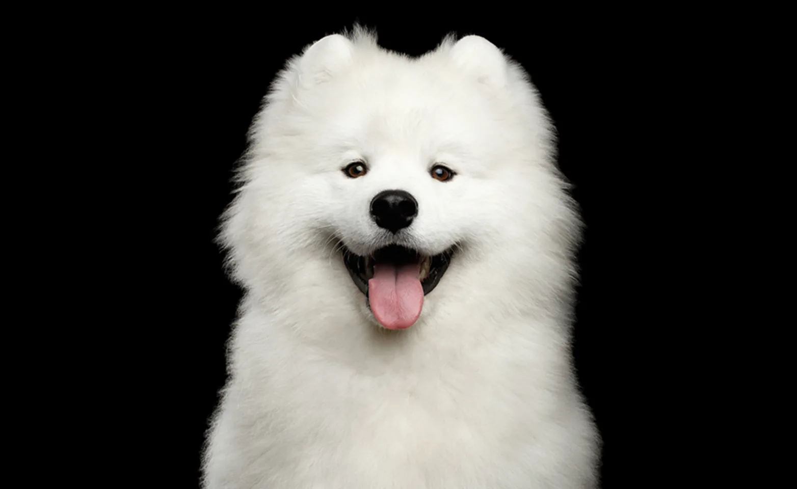 A happy looking Samoyed dog isolated on a black background A happy looking Samoyed dog isolated on a black background