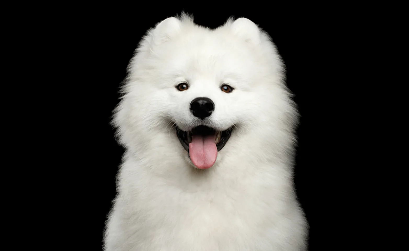  A happy looking Samoyed dog isolated on a black background