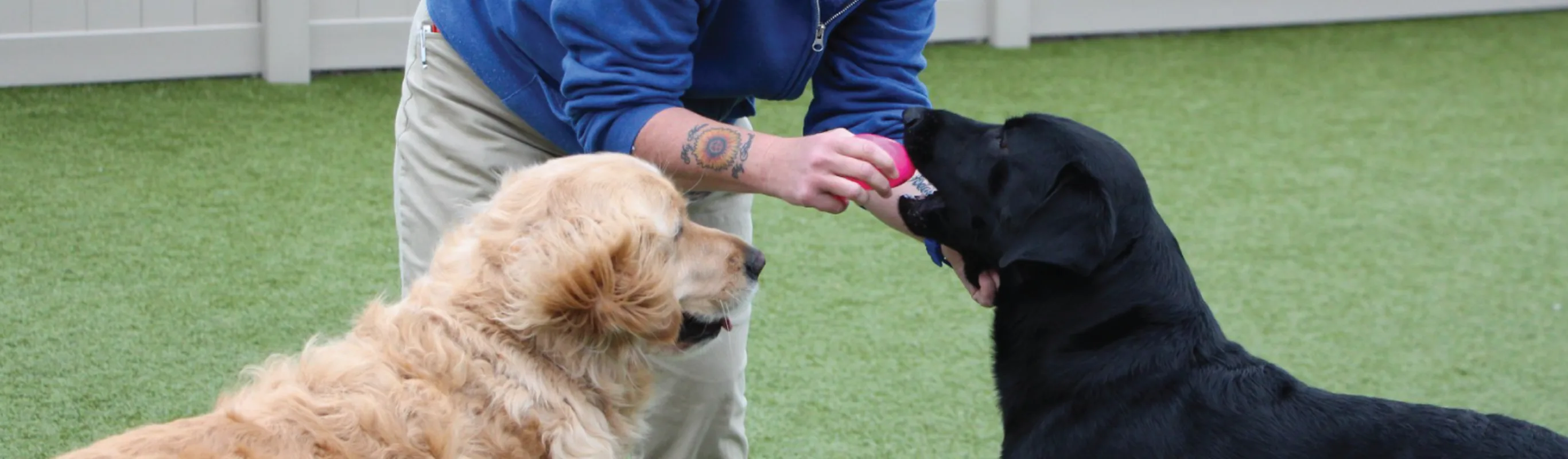 Dogs getting ball from employee Dogs getting ball from employee