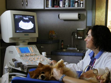  Valley Cottage Animal Hospital Ultrasound
