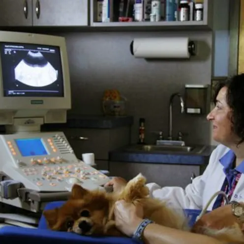  Valley Cottage Animal Hospital Ultrasound