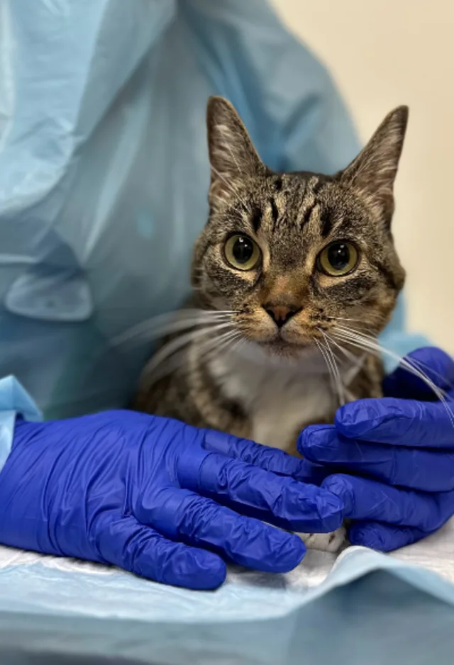 Vet holding kitten Vet holding kitten