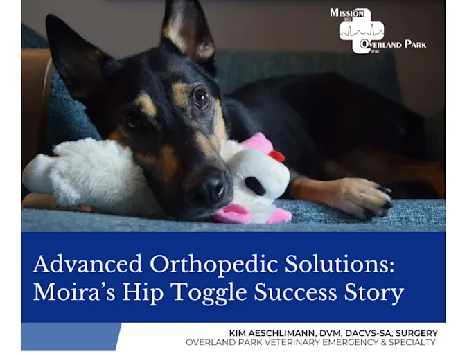 Moira, a four year old German Shepard mix with text " Advanced Orthopedic Solutions: Moira's Hip Toggle Success Story" below Moira, a four year old German Shepard mix with text " Advanced Orthopedic Solutions: Moira's Hip Toggle Success Story" below