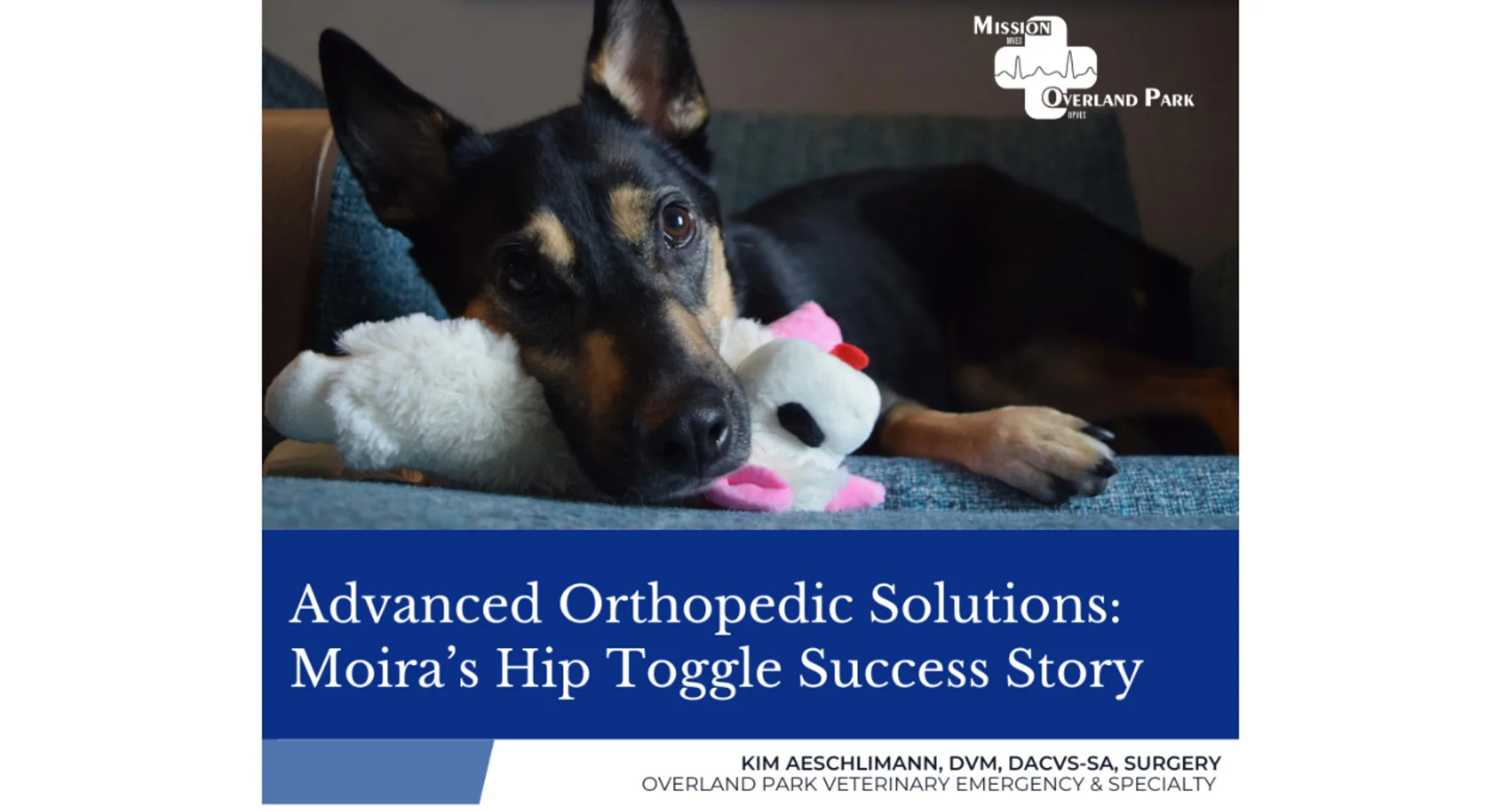 Moira, a four year old German Shepard mix with text " Advanced Orthopedic Solutions: Moira's Hip Toggle Success Story" below Moira, a four year old German Shepard mix with text " Advanced Orthopedic Solutions: Moira's Hip Toggle Success Story" below