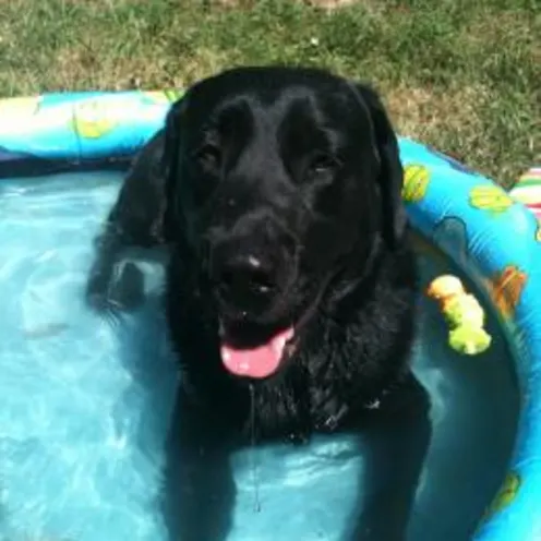 dog in kiddy pool