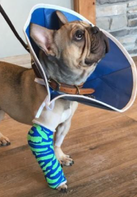 Dog with cast and brace around neck