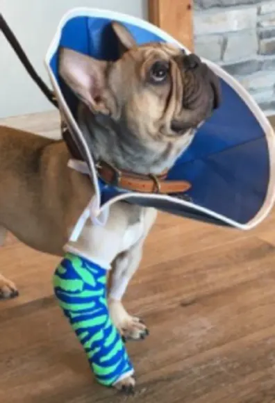 Dog with cast and brace around neck Dog with cast and brace around neck