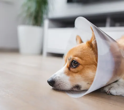 Corgi (Dog) Lying Down Wearing a Cone Corgi (Dog) Lying Down Wearing a Cone