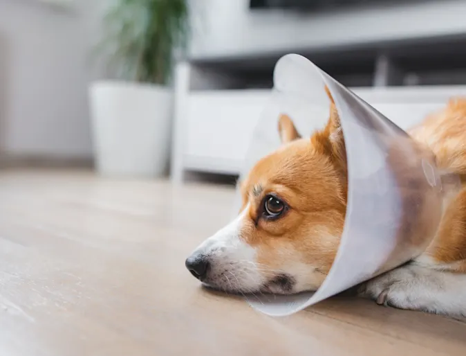 Corgi (Dog) Lying Down Wearing a Cone Corgi (Dog) Lying Down Wearing a Cone