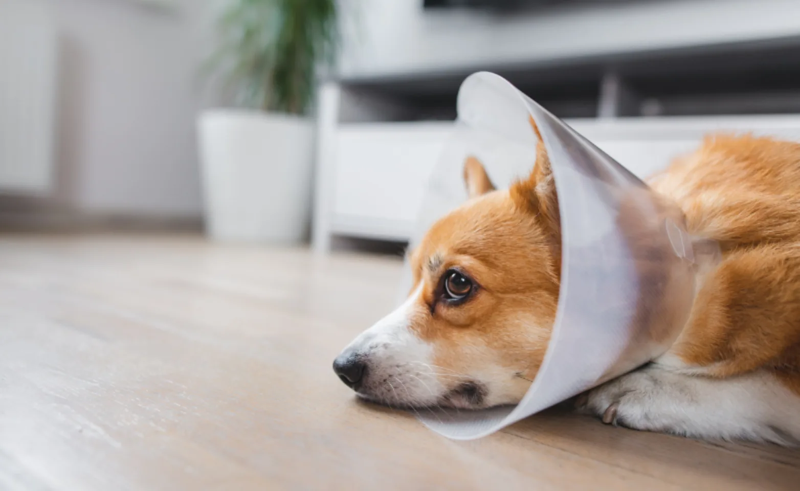 Corgi (Dog) Lying Down Wearing a Cone Corgi (Dog) Lying Down Wearing a Cone