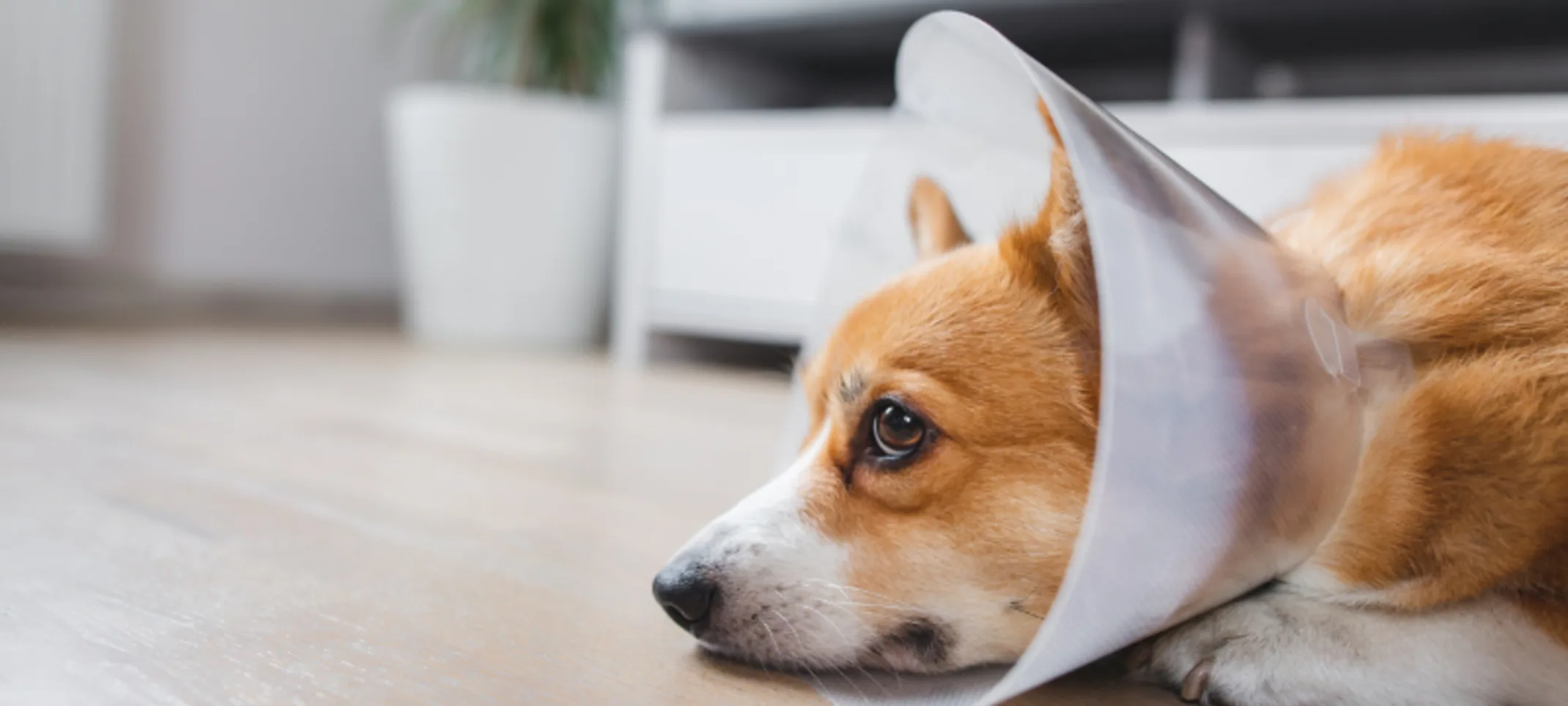 Corgi (Dog) Lying Down Wearing a Cone Corgi (Dog) Lying Down Wearing a Cone