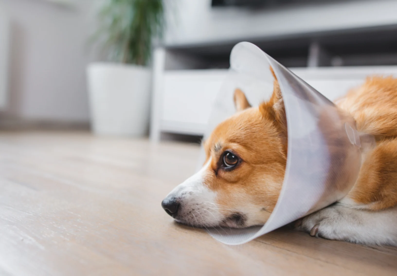 Corgi (Dog) Lying Down Wearing a Cone Corgi (Dog) Lying Down Wearing a Cone