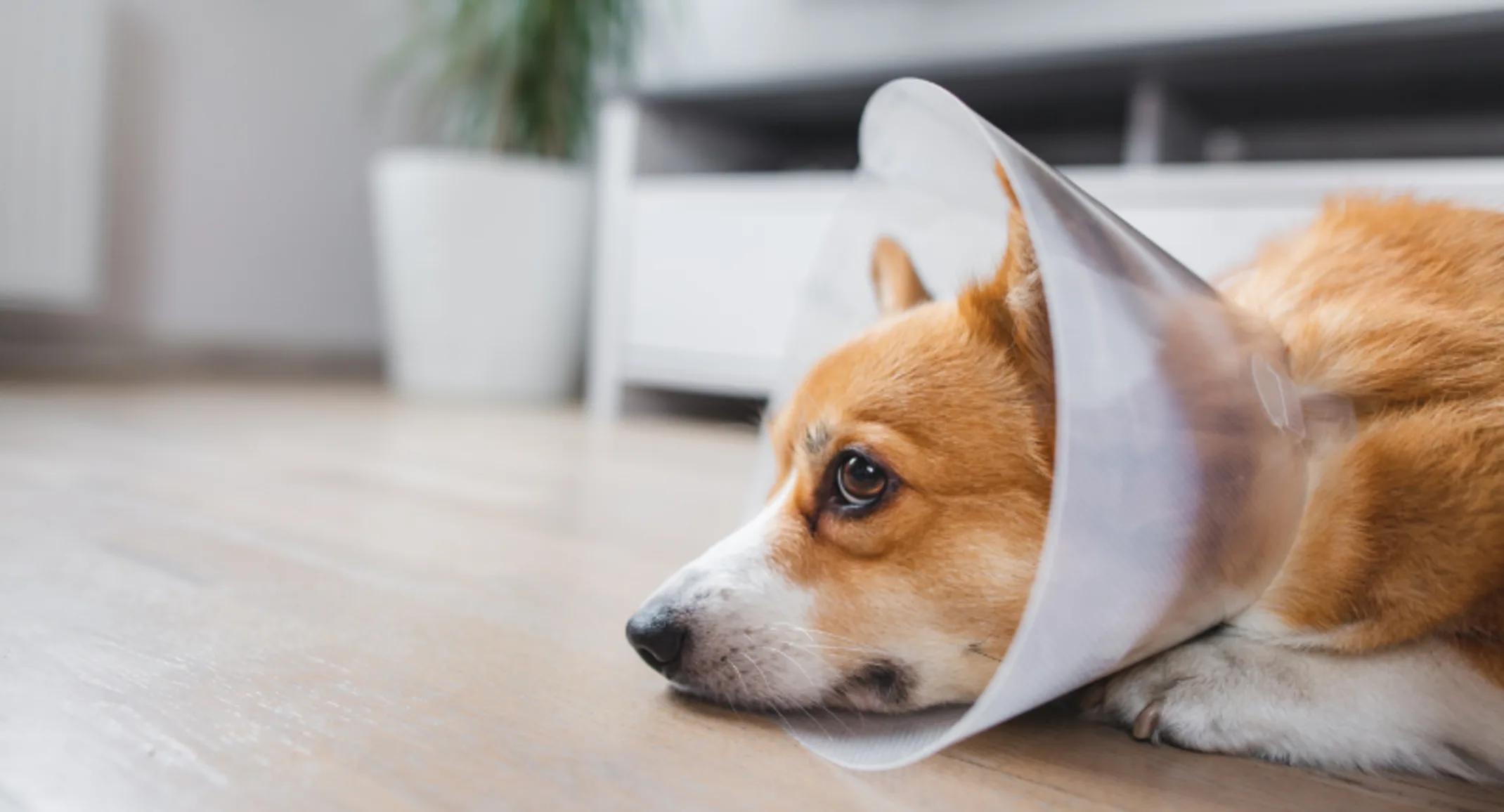 Corgi (Dog) Lying Down Wearing a Cone Corgi (Dog) Lying Down Wearing a Cone