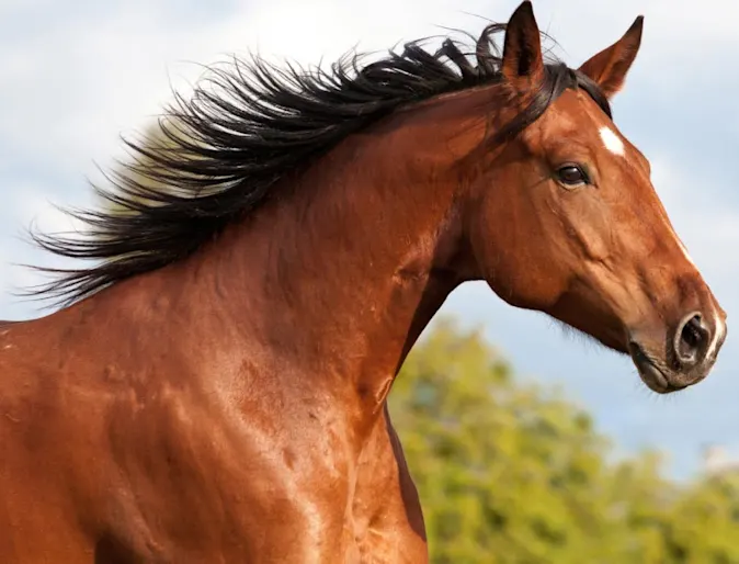 Headshot of an athletic brown horse in a rural setting Headshot of an athletic brown horse in a rural setting